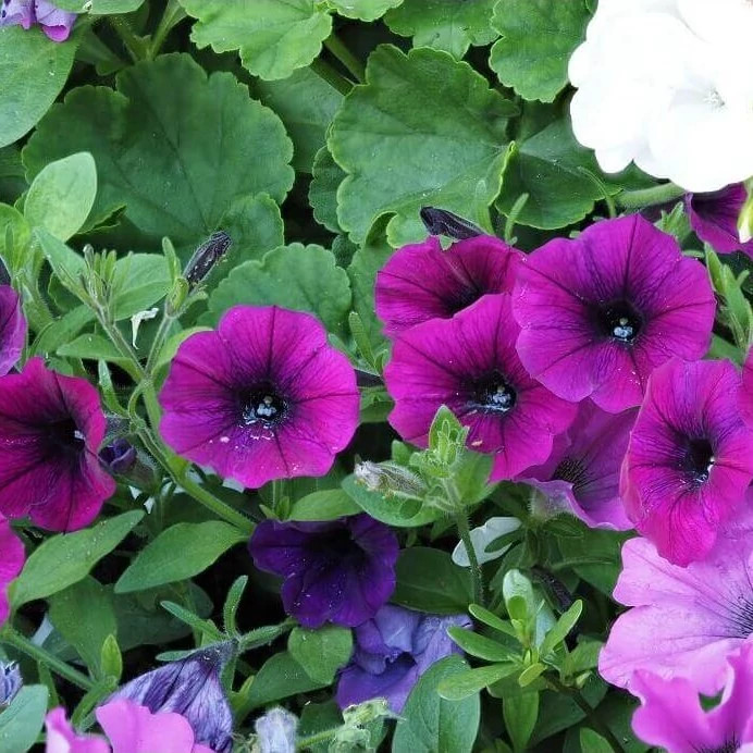 گل اطلسی ارغوانی