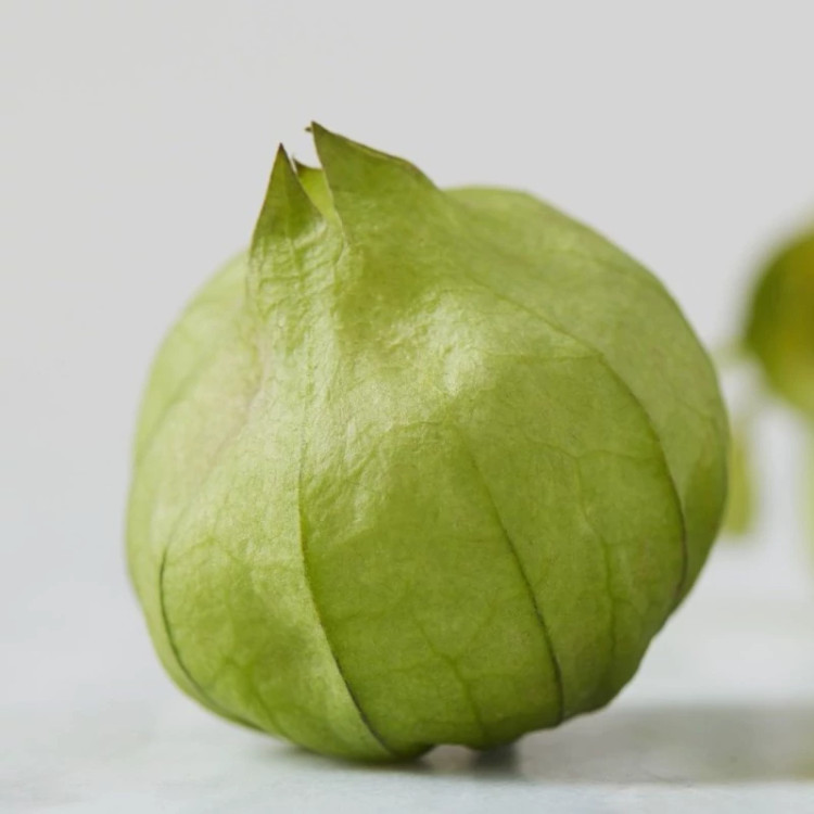 فیسالیس سبز از نزدیک