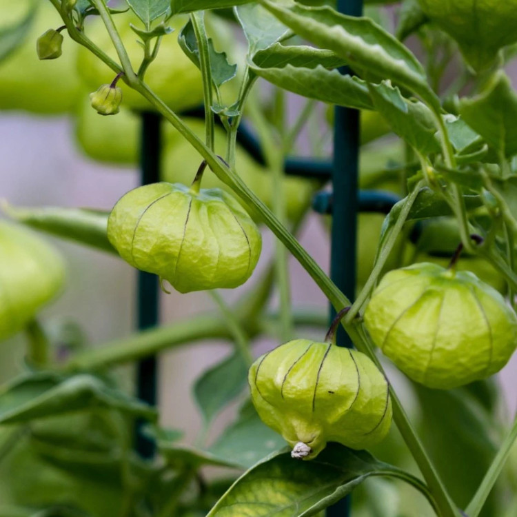 شاخه فیسالیس سبز