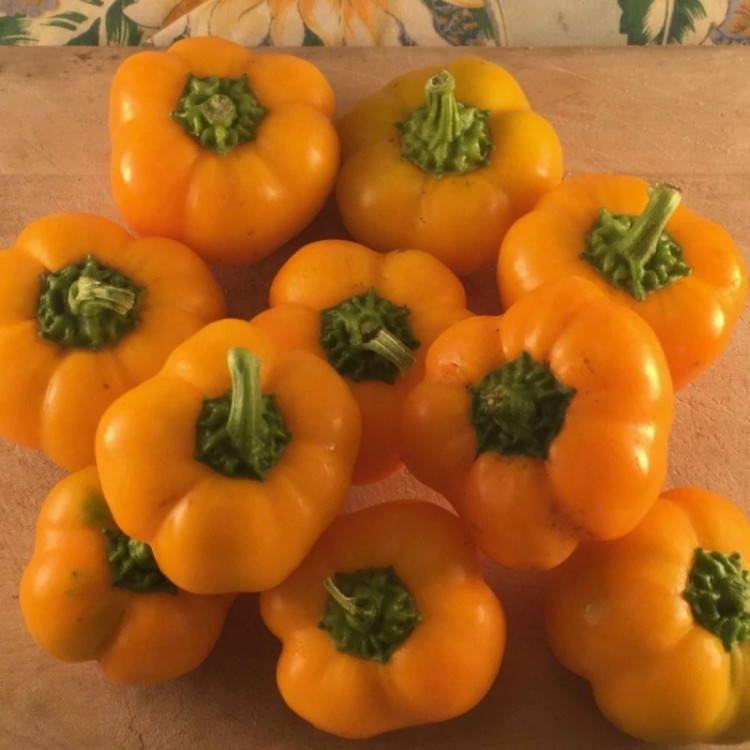 فلفل دلمه ای بشقابی نارنجی