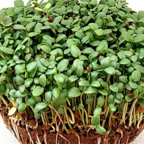 میکروگرین شبدر
