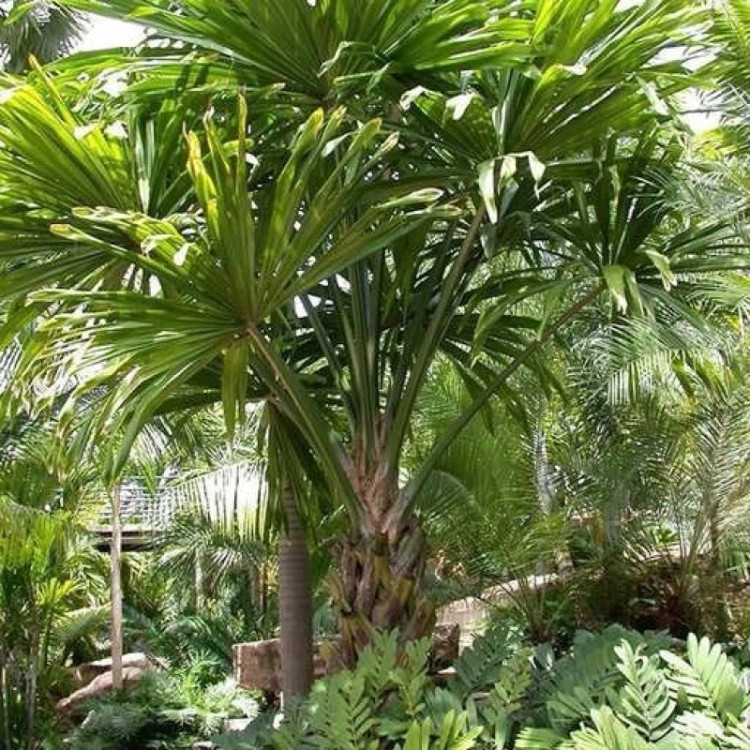 درخت نخل بوراسودندرون