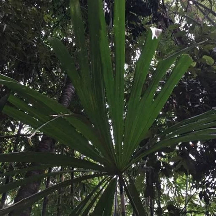 برگ نخل بوراسودندرون