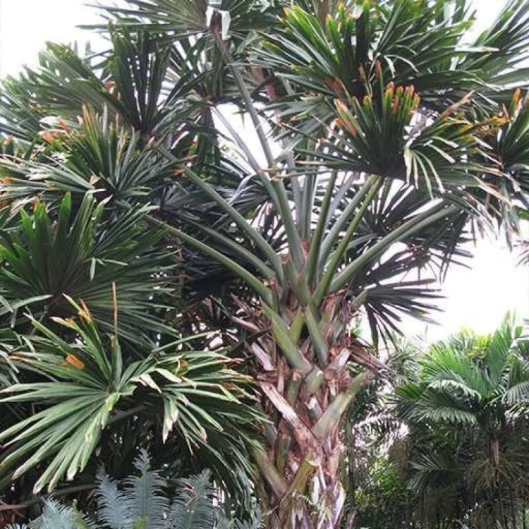 درختچه نخل بوراسودندرون