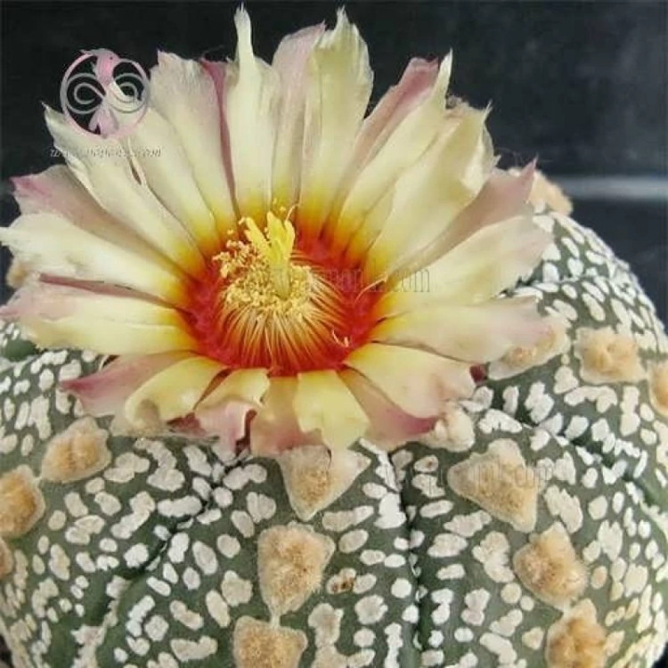 گل کاکتوس آستریاس کوکاباتو میکس