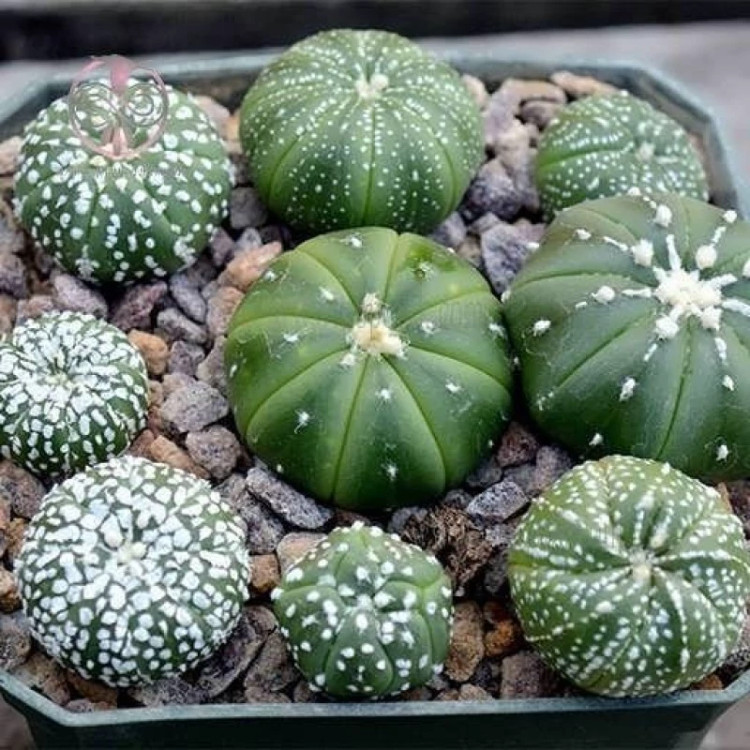 مجموعه کاکتوس آستریاس کوکاباتو میکس