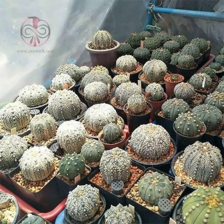 مجموعه گلدان کاکتوس آستریاس کوکاباتو میکس