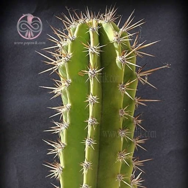 بذر کاکتوس نئوکاردناسیا هرزوجیانا 10 عددی