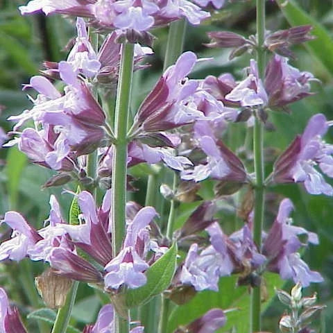 شاخه مریم گلی ترکه ای