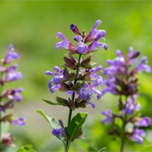مریم گلی ترکه ای از نزدیک