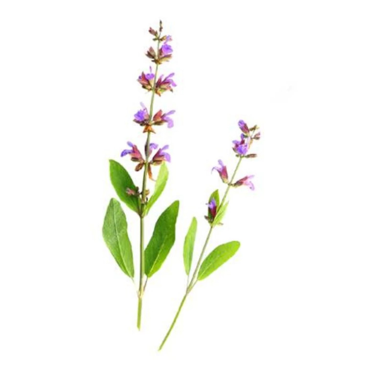 مریم گلی ترکه ای
