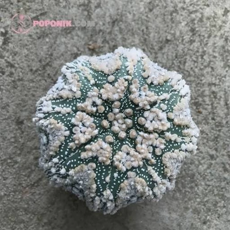 بذر کاکتوس آستریفیتوم هانازونا 2 عددی