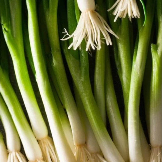 پیازچه زرد اردستانی