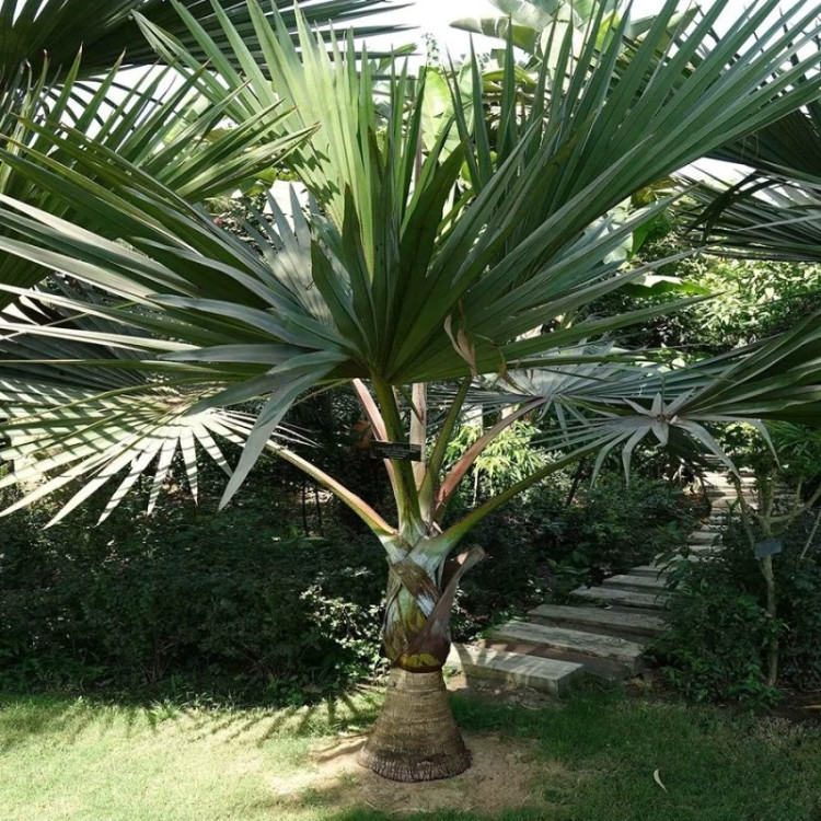 درخت نخل لاتانیا