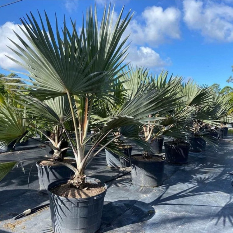 گلدان نخل لاتانیا