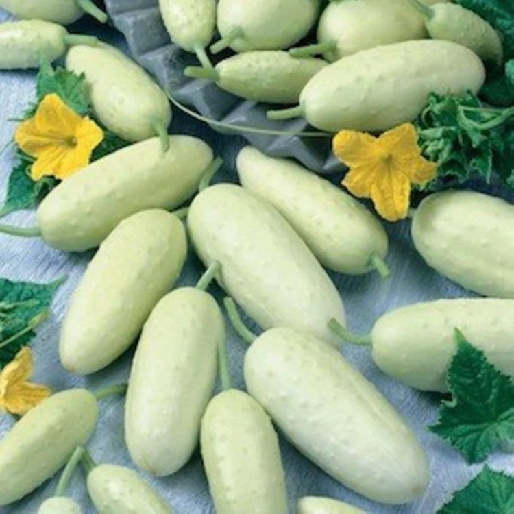 خیار سفید تایلندی