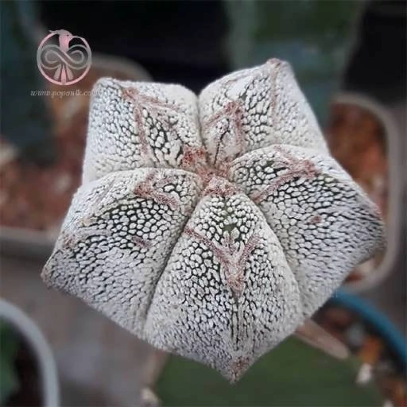 بذر کاکتوس استرو فیتوم مای ریو 2 عددی