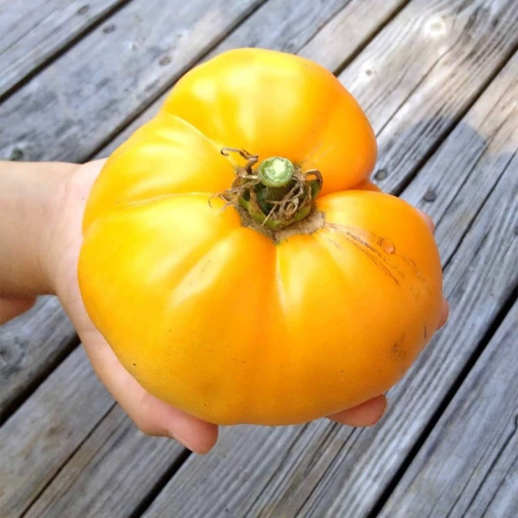 گوجه فرنگی خرمالو در دست
