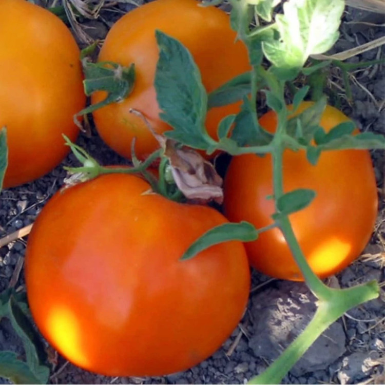 گوجه فرنگی خرمالو نارنجی