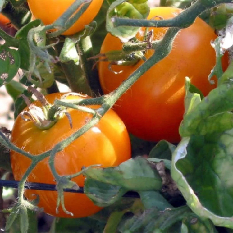 بوته گوجه فرنگی خرمالو