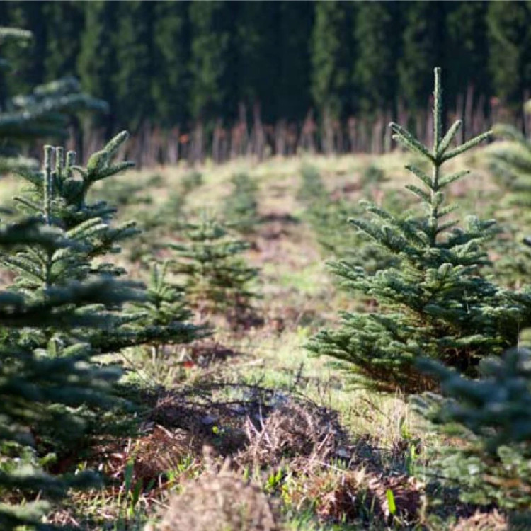 درخت کاج نراد مانیانا