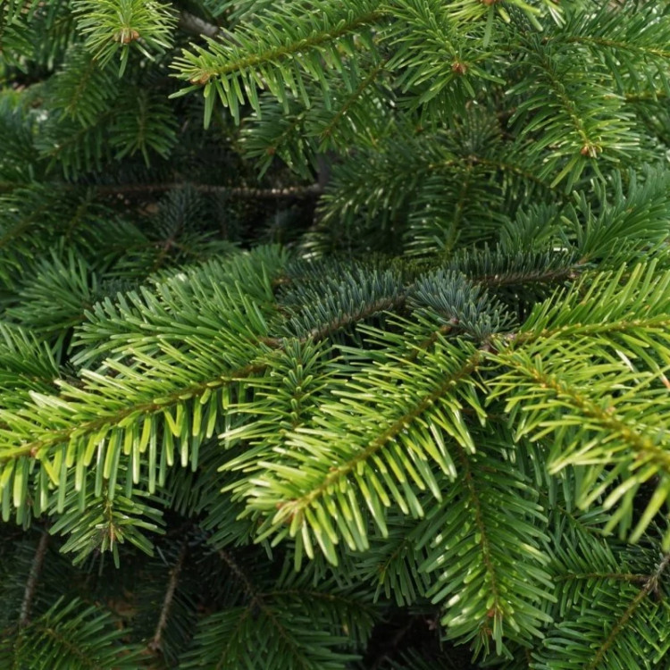 برگ کاج نراد مانیانا