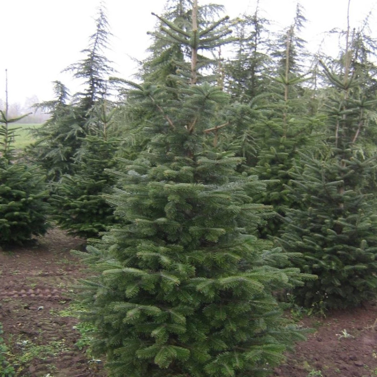 درحتچه کاج نراد مانیانا