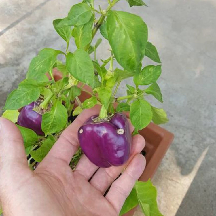 بوته فلفل دلمه ای بشقابی ارغوانی