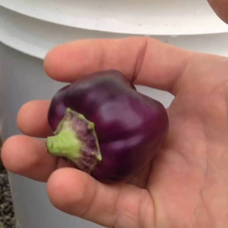 فلفل دلمه ای بشقابی ارغوانی در دست
