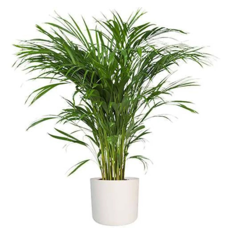 گلدان نخل هندی