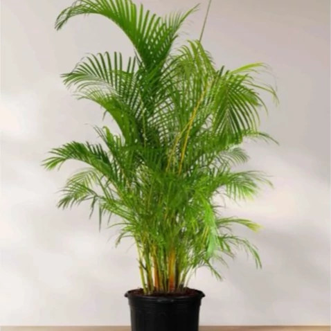 گیاه نخل هندی