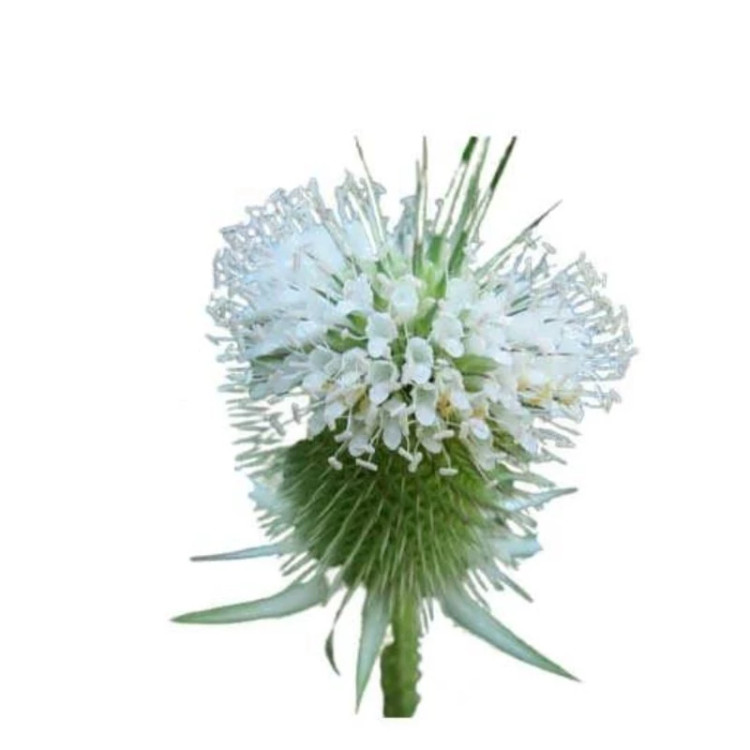 گل خواجه باشی