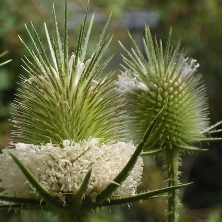 بوته خواجه باشی