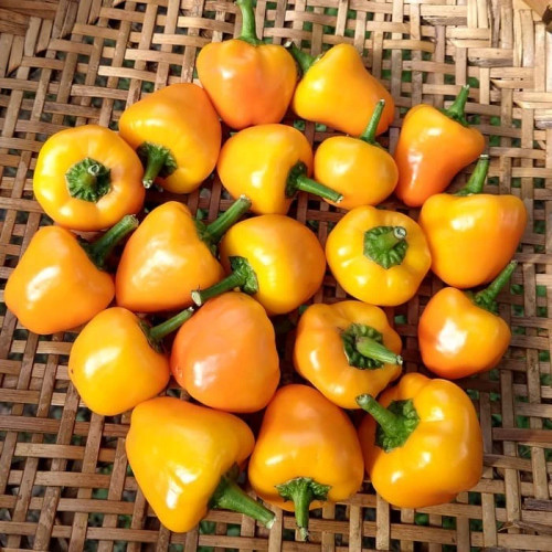 فلفل دلمه ای بشقابی زرد از نمای بالا
