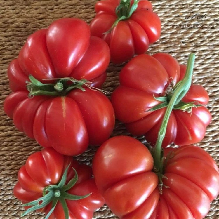 گوجه فرنگی گزاهنته از نمای نزدیک