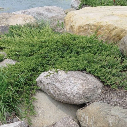 بوته جونی پروس