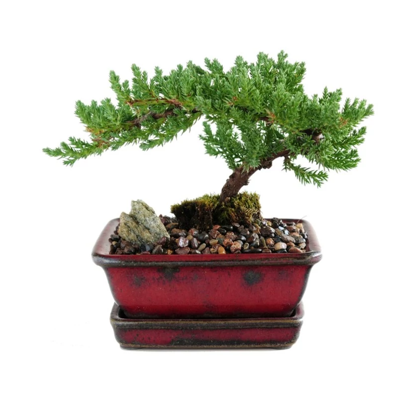 بن سای جونی پروس