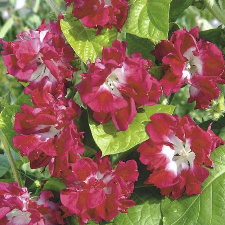 شاخه پیچک طلوع عشق