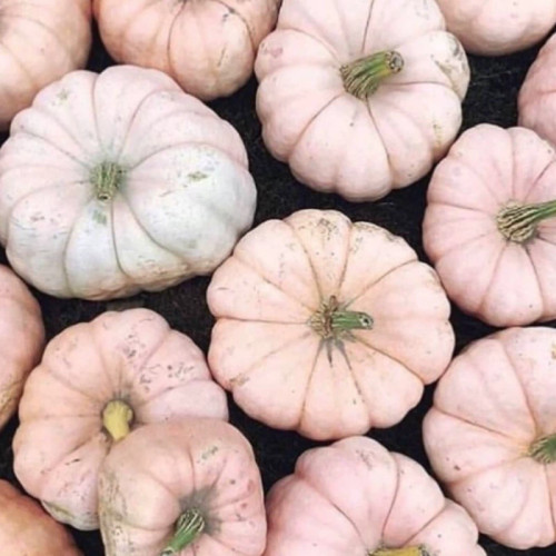 کدو تنبل عروسک سفالی صورتی