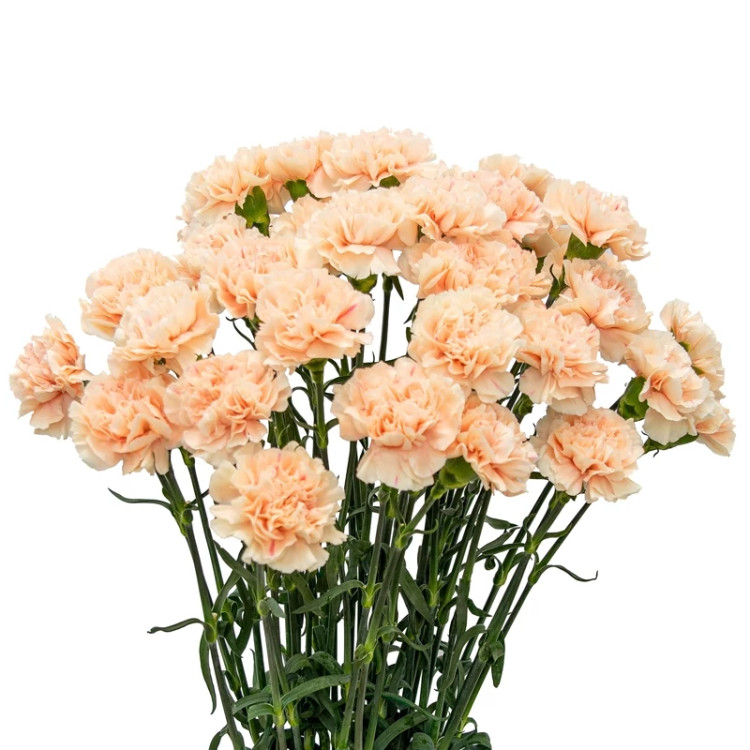 گلدان میخک گلبهی