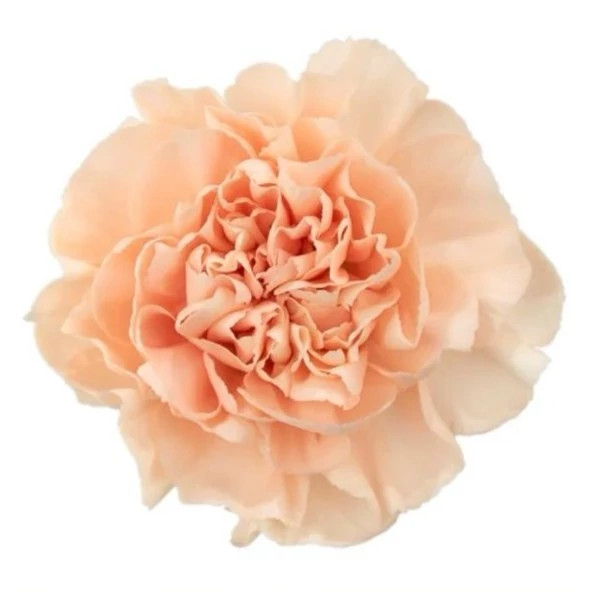 گل میخک گلبهی