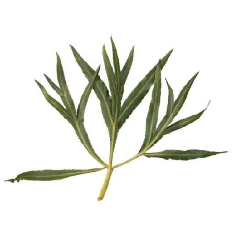 غازیاغی