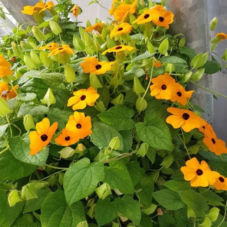 پیچک چشم سیاه نارنجی