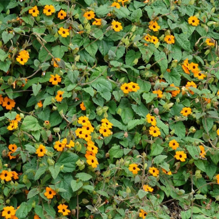 بوته پیچک چشم سیاه نارنجی