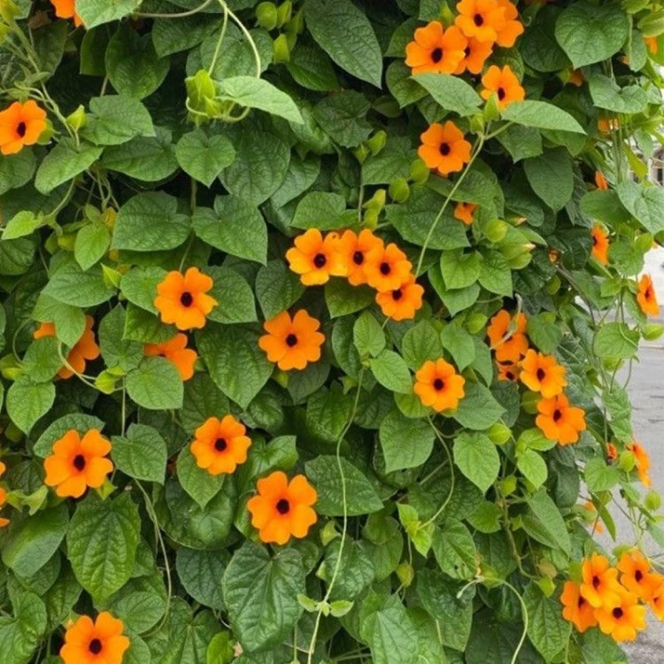 گیاه پیچک چشم سیاه نارنجی