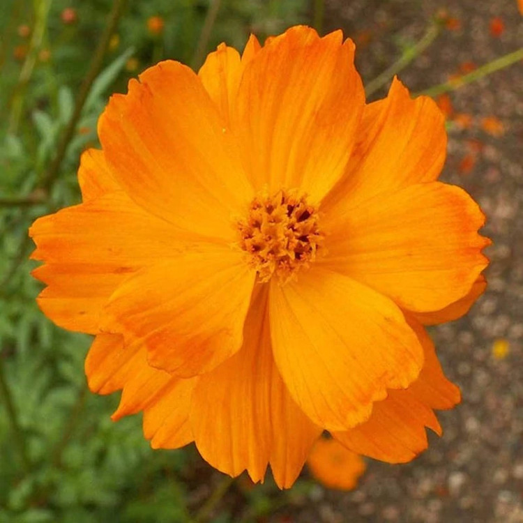 گل ستاره ای نارنجی