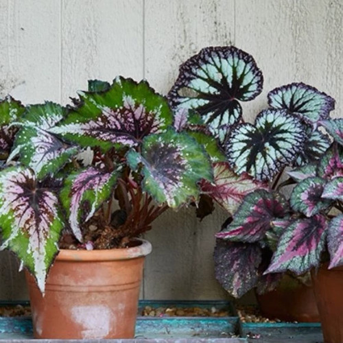 گلدان بگونیا میکس