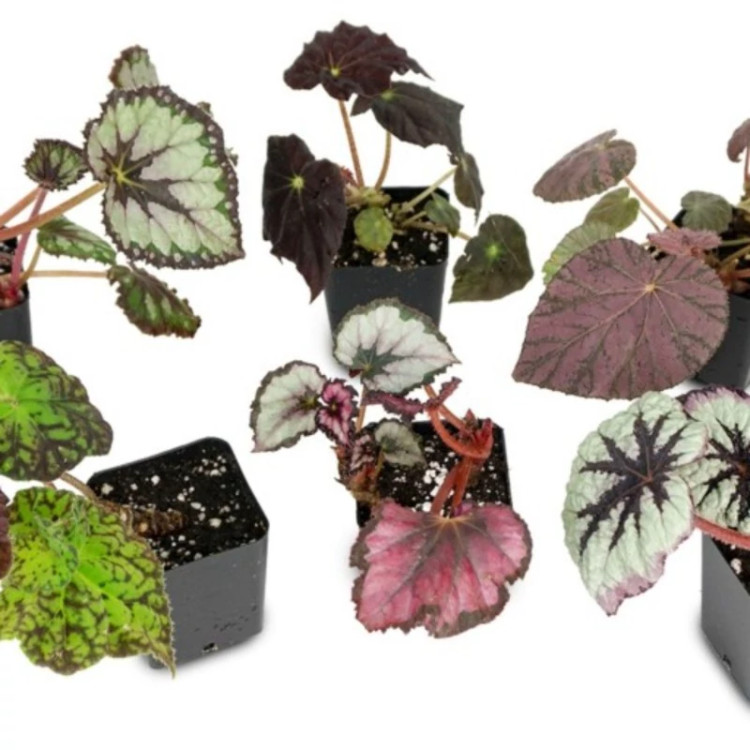 بگونیا میکس