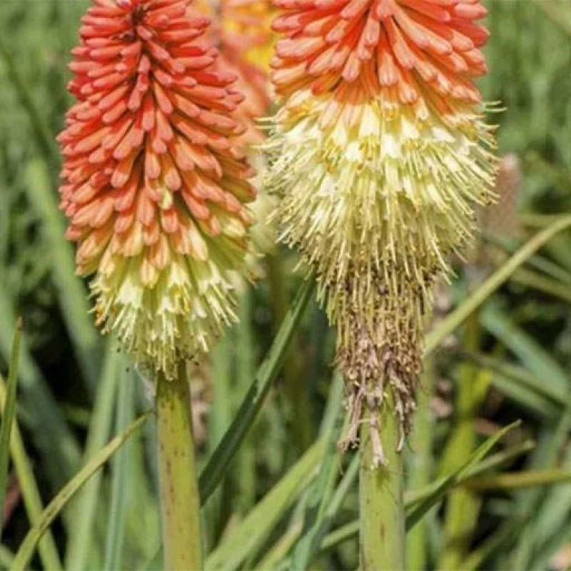 گل گرزی