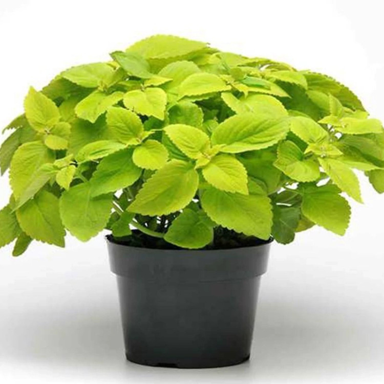 گلدان حسن یوسف طلایی